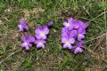 Viola calcarata subsp. villarsiana